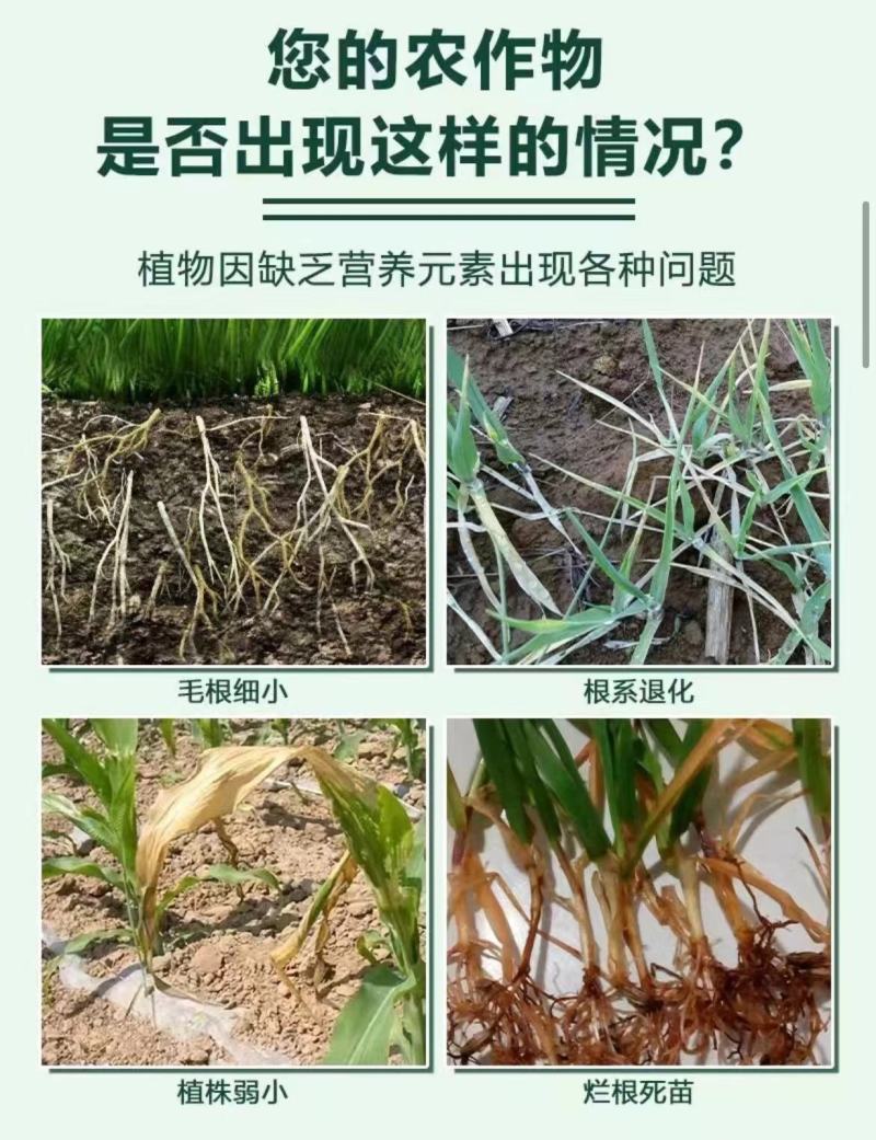 氨基酸营养液保花保果增加产量提高品质增加产量