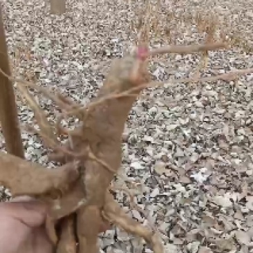 商陆中药草，药根，有需要的联系我哦！