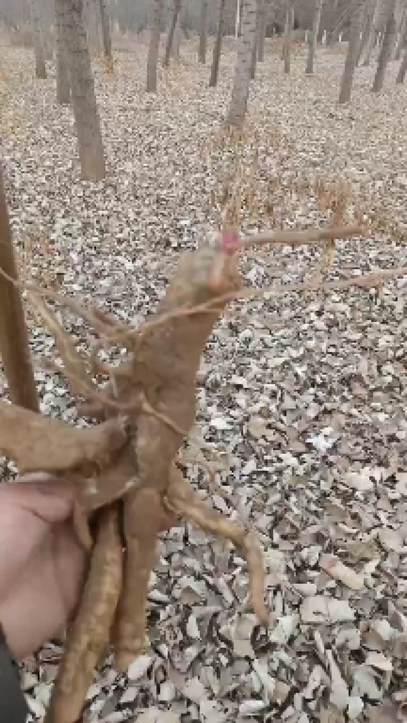 商陆中药草，药根，有需要的联系我哦！
