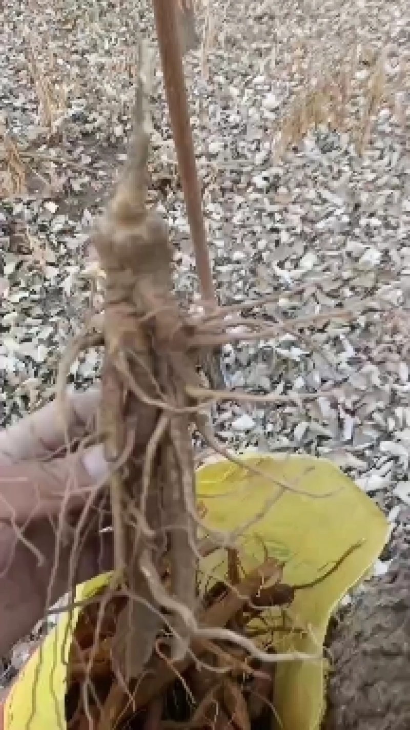 商陆中药草，药根，有需要的联系我哦！