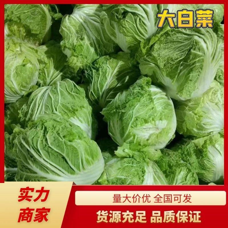 开封大白菜，新乡小包，868等单颗4.5.6斤。全国发货