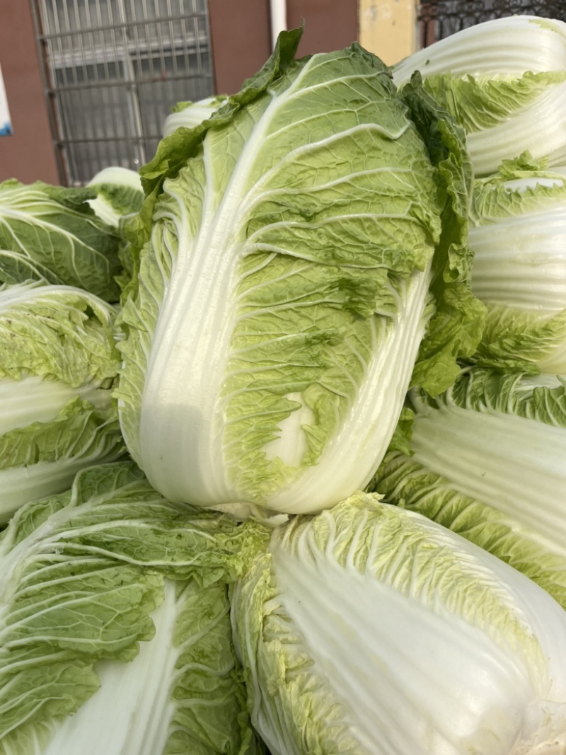 白菜大白菜秋宝青杂三号黄心白菜净菜毛菜一手货源