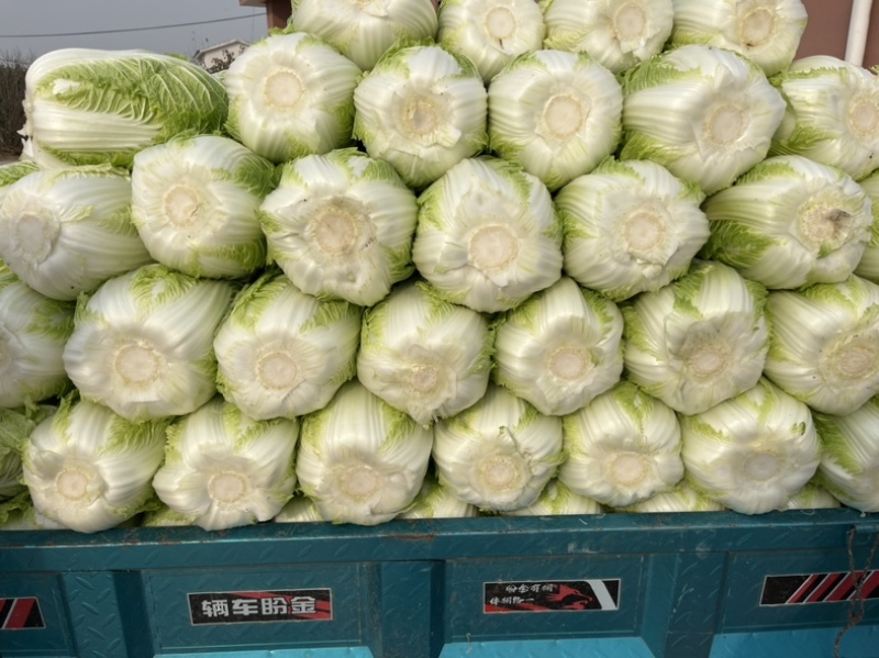 白菜大白菜秋宝青杂三号黄心白菜净菜毛菜一手货源