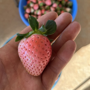 粉玉草莓