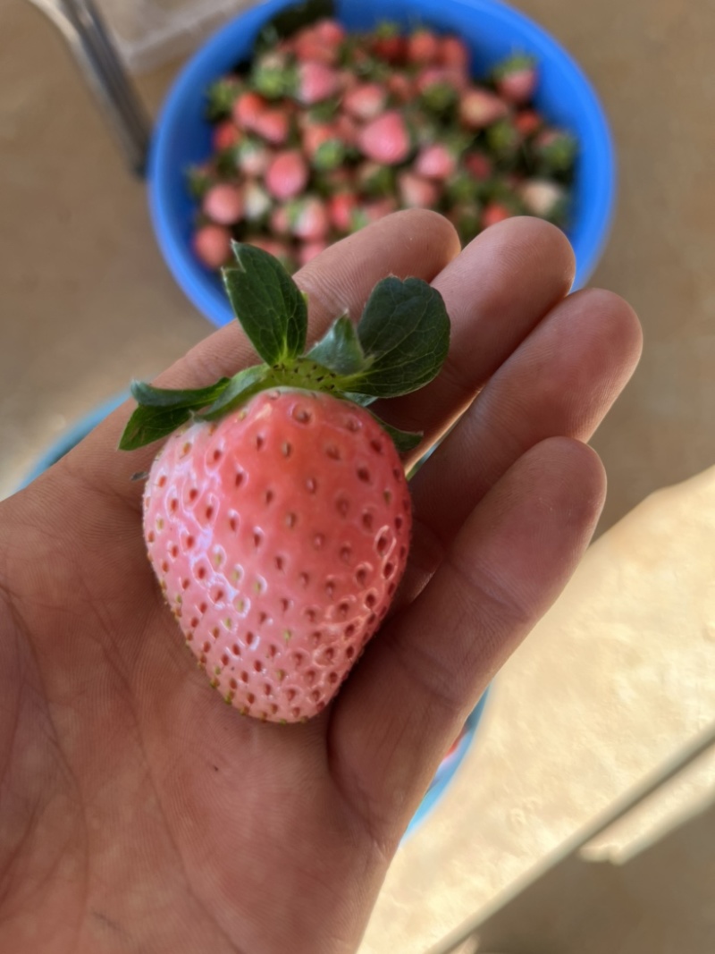 粉玉草莓