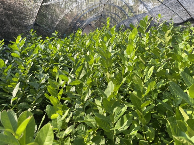 香水柠檬苗四季香水柠檬苗嫁接苗扦插苗优质苗