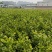 2025年茉莉老桩火热预订中，质优价廉，欢迎来电
