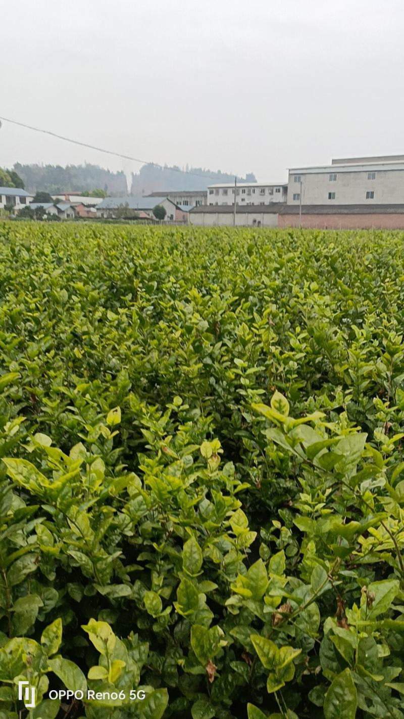 2025年茉莉老桩火热预订中，质优价廉，欢迎来电