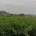 2025年茉莉老桩火热预订中，质优价廉，欢迎来电