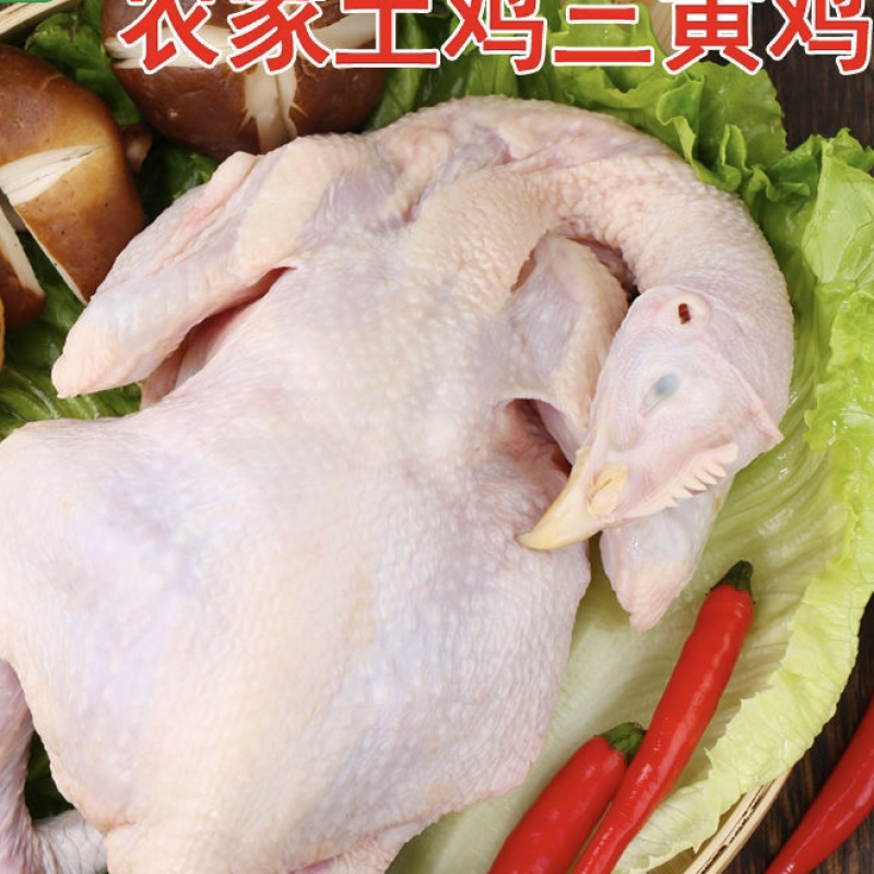 土鸡三黄鸡母鸡散养鸡月子鸡现杀鲜冻三黄鸡白切鸡去内脏整只