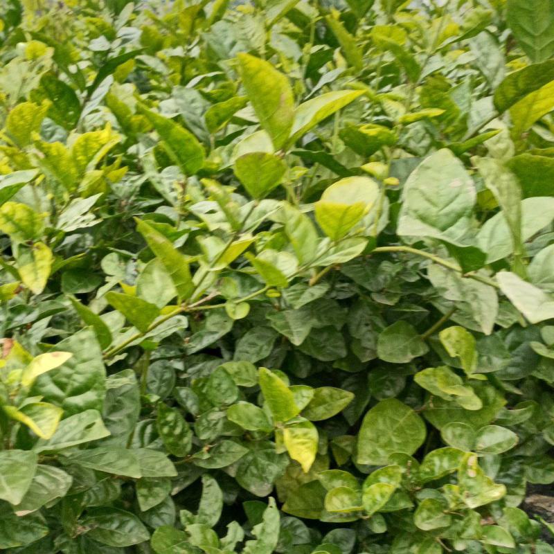 大量有货茉莉花盆景量大价优规格齐全成活率高