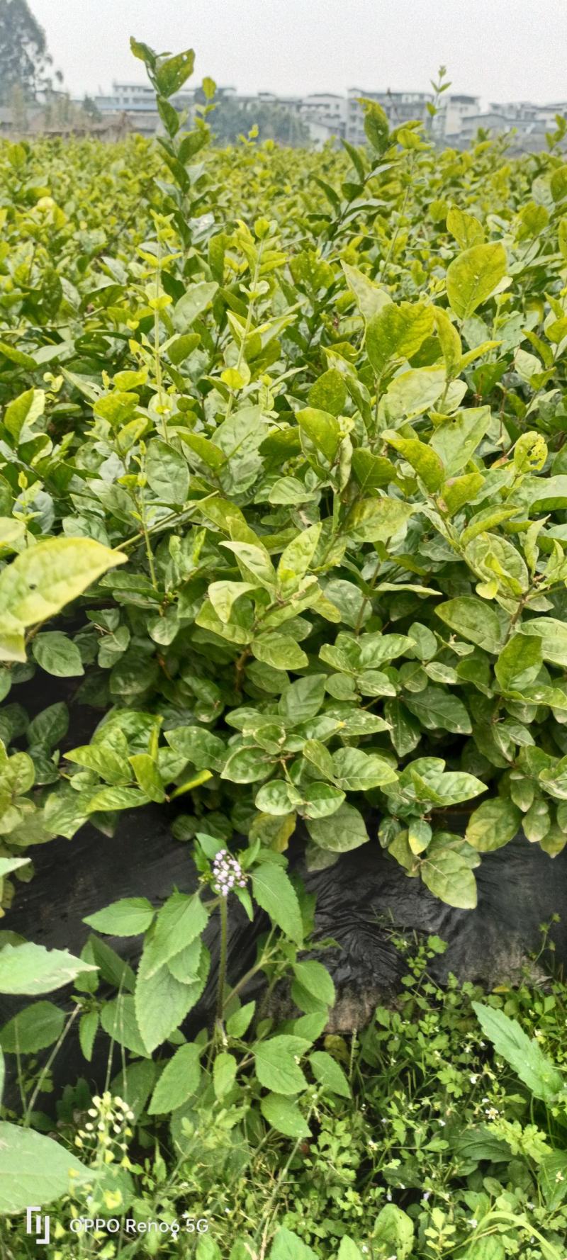 大量有货茉莉花盆景量大价优规格齐全成活率高