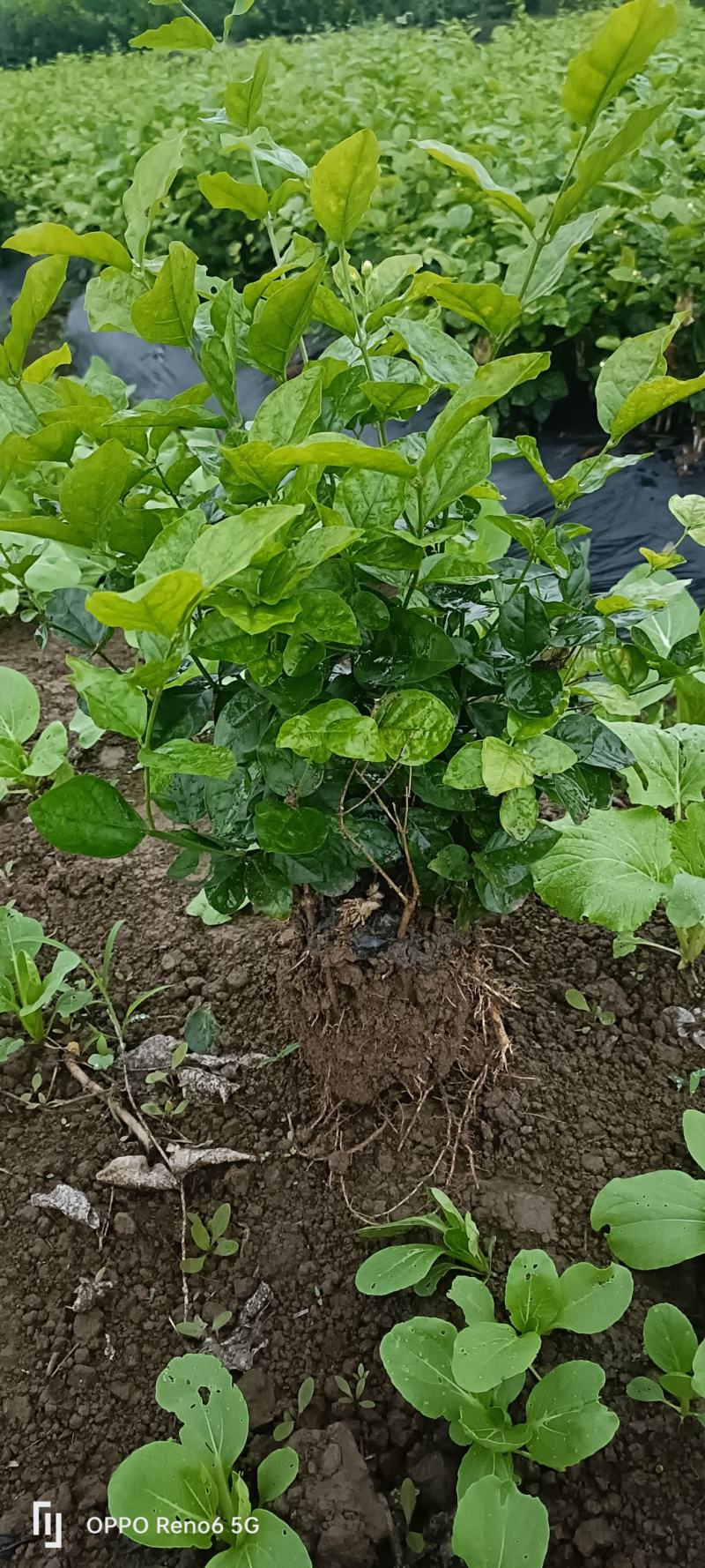 大量有货茉莉花盆景量大价优规格齐全成活率高