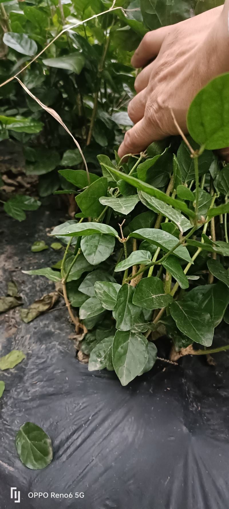 大量有货茉莉花盆景量大价优规格齐全成活率高