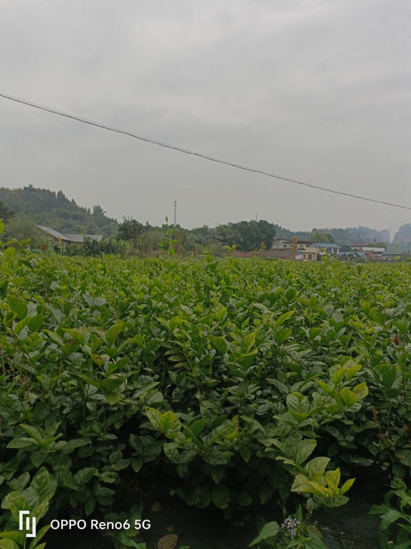 大量有货茉莉花盆景量大价优规格齐全成活率高