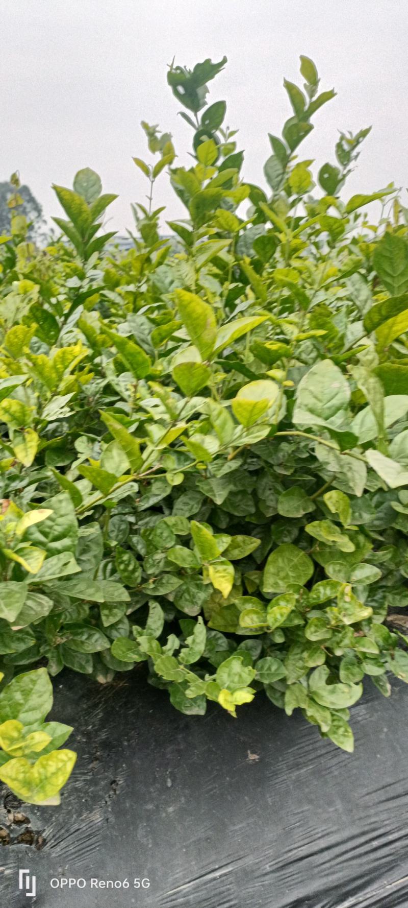 大量有货茉莉花盆景量大价优规格齐全成活率高