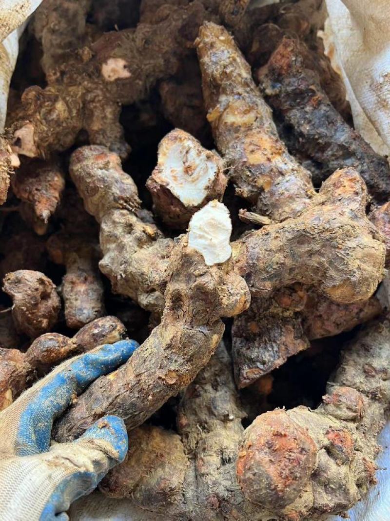肇庆土茯苓，白肉粉质不变色，长期有货，广东本地土茯苓。
