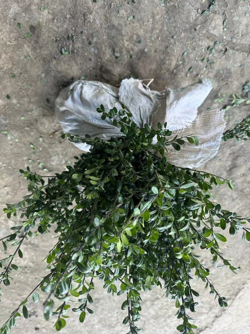 常绿龟甲冬青树苗球庭院别墅绿化苗龟甲冬青盆景小叶造型素材