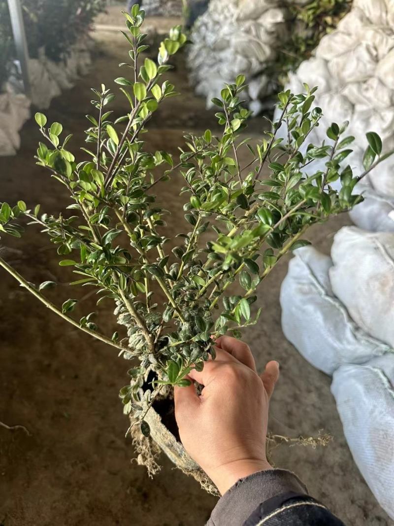 常绿龟甲冬青树苗球庭院别墅绿化苗龟甲冬青盆景小叶造型素材