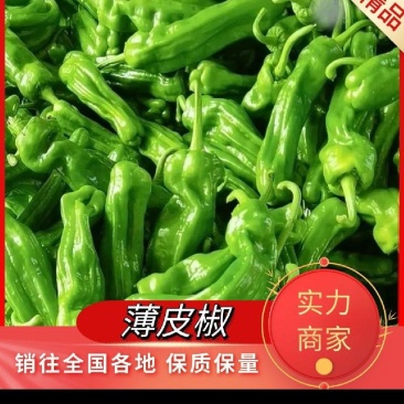 山东芜湖椒产地现摘现发货对接电商团购支持一件代发，欢迎下