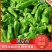 山东芜湖椒产地现摘现发货对接电商团购支持一件代发，欢迎下