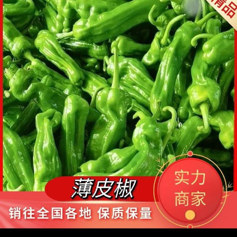 山东芜湖椒产地现摘现发货对接电商团购支持一件代发，欢迎下