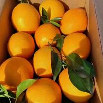 赣南脐橙可以箱包装可以对接超市电商等欢迎