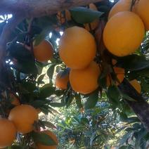 赣南脐橙大量现货自己的果园量大从优欢迎