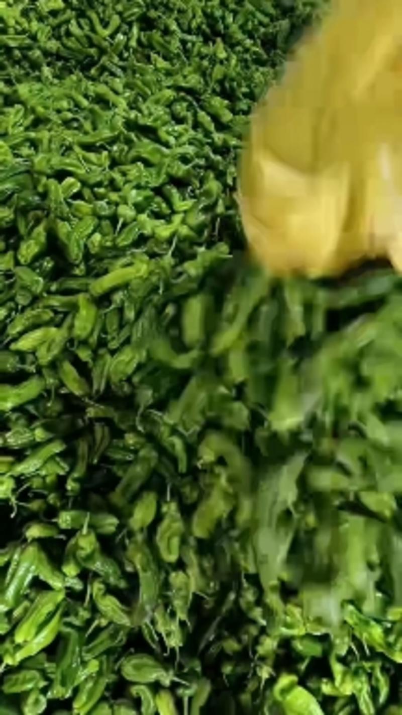 山东辣椒精品芜湖椒新鲜上市，产地发货15公分以上，可视频