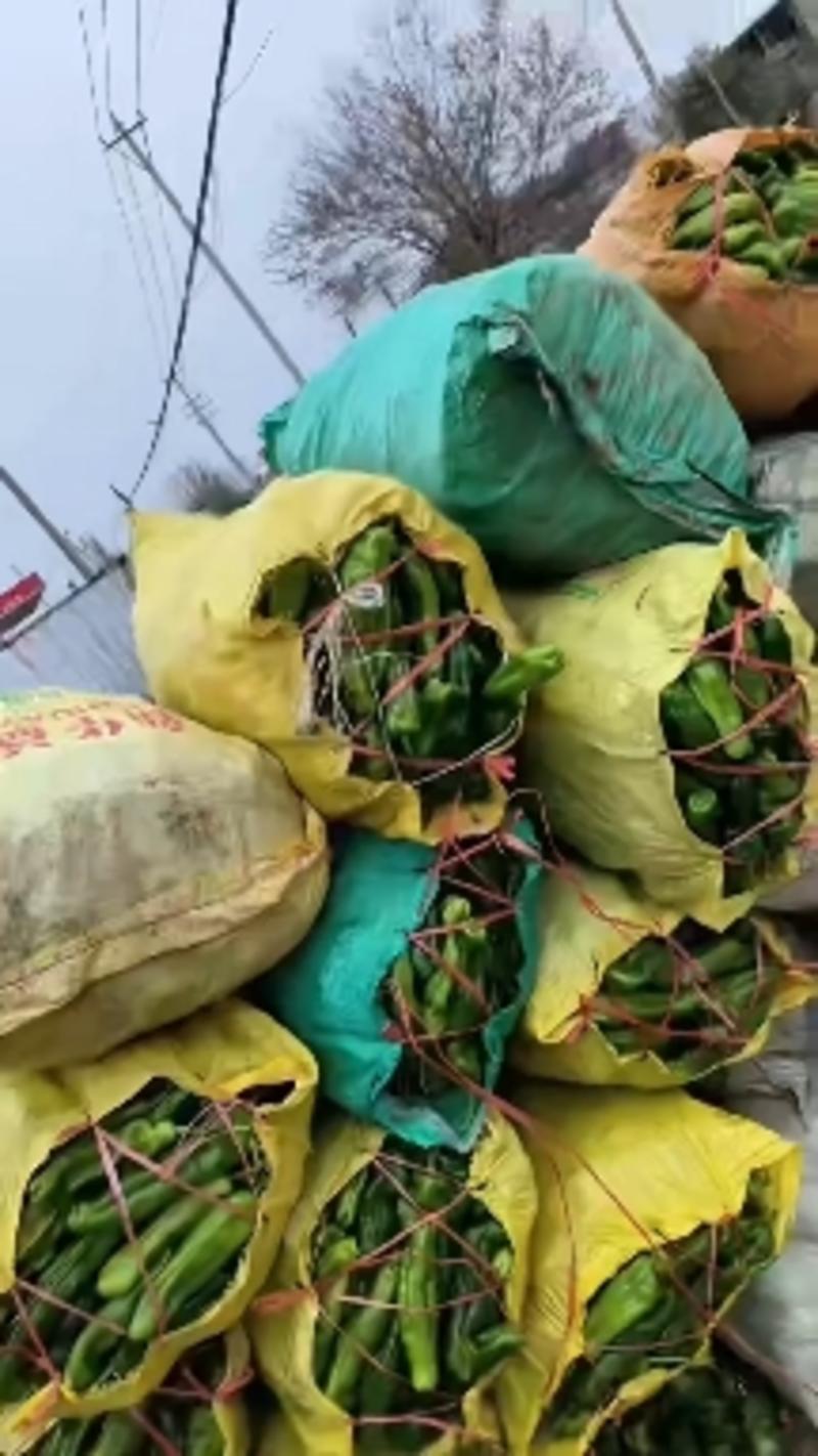 山东辣椒精品芜湖椒新鲜上市，产地发货15公分以上，可视频