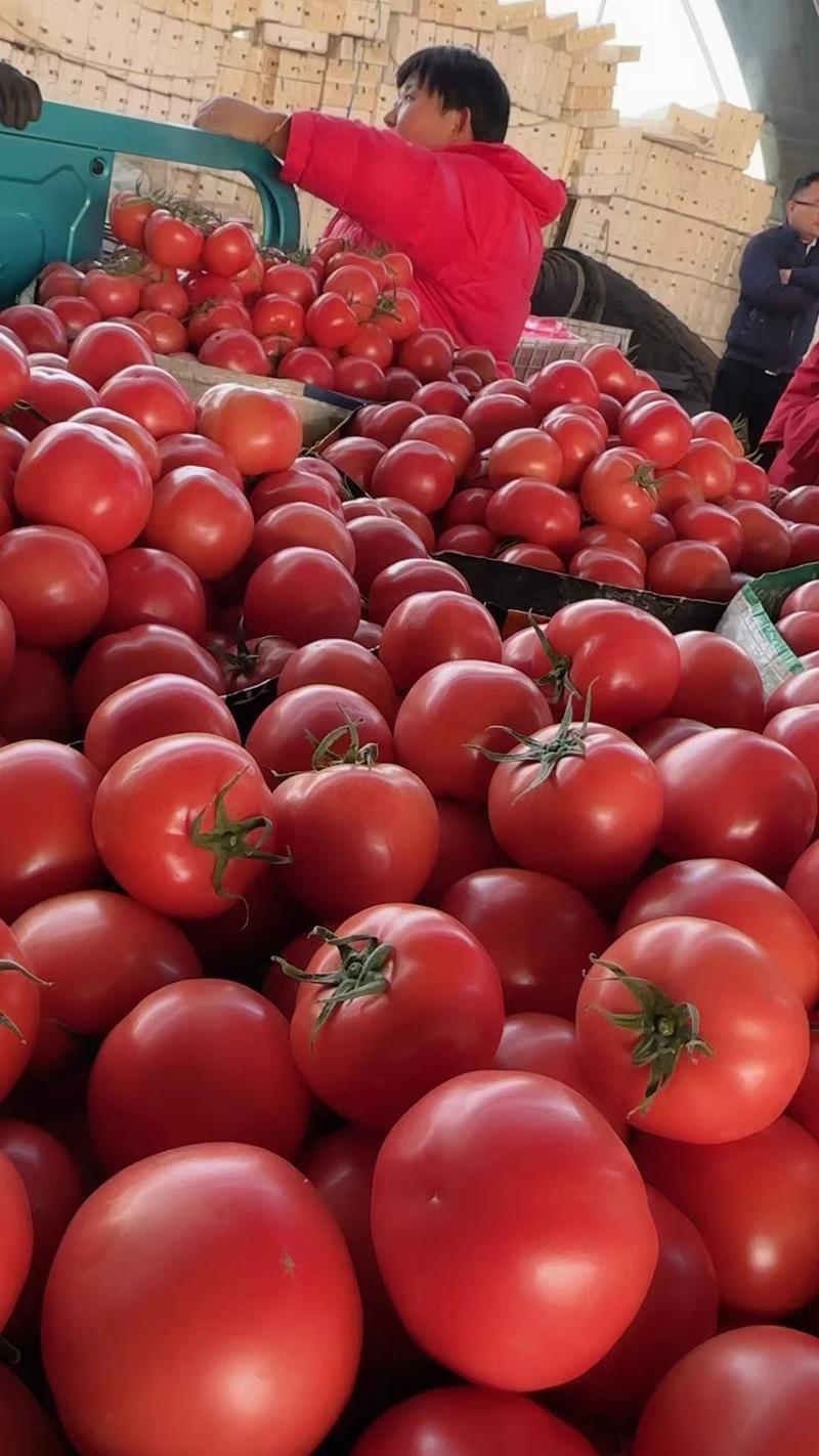 西红柿硬粉沙瓤对接各大平台全国各地价格美丽