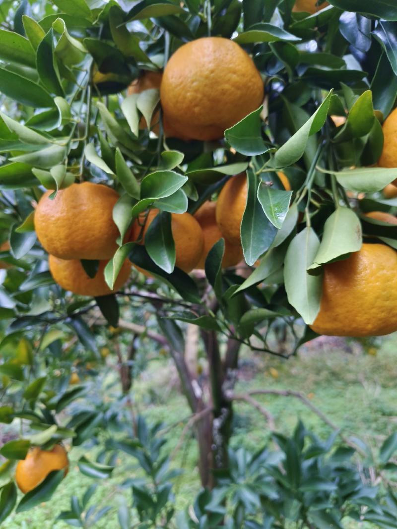 湘西椪柑