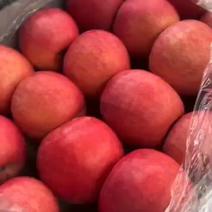 山东优质红富士苹果批发纸袋红富士，膜袋红富士苹果