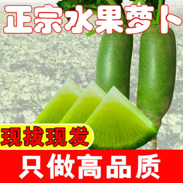 泰安市泰山青水果萝卜色泽鲜亮，光滑条直，口感脆甜