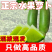 泰安市泰山青水果萝卜色泽鲜亮，光滑条直，口感脆甜