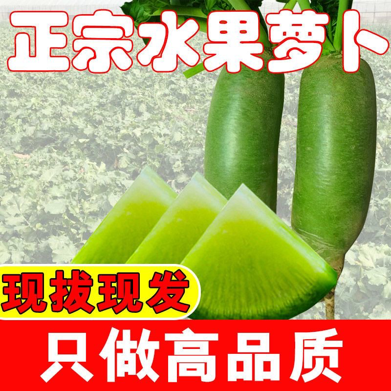泰安市泰山青水果萝卜色泽鲜亮，光滑条直，口感脆甜