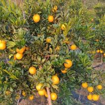 赣南脐橙大量现货自己的果园量大从优欢迎
