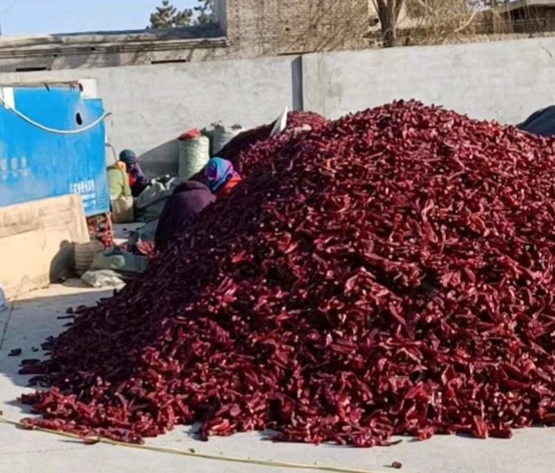 甘肃酒泉是辣椒种植基地1363干辣椒，欢迎各位老板采购