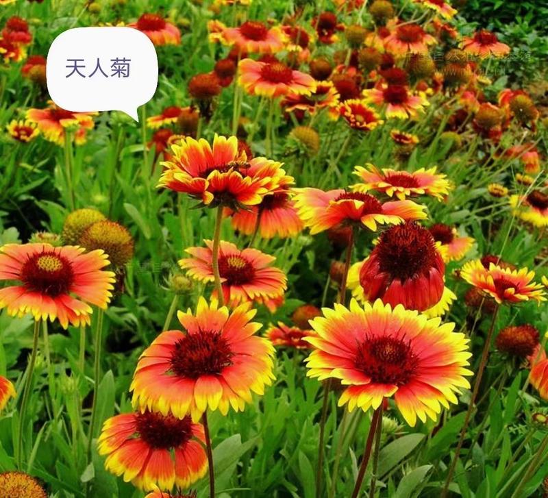 天人菊种子四季播宿根耐寒庭院阳台园林景观绿化花卉园艺花种