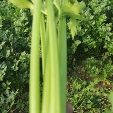 河南商丘夏邑精品西芹大量上市需要联系