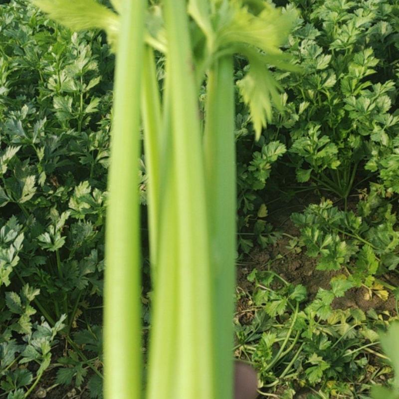 河南商丘夏邑精品西芹大量上市需要联系