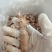 海兔（鱿鱼）山东滨海货品优诚信经营产地直发支持视频看货