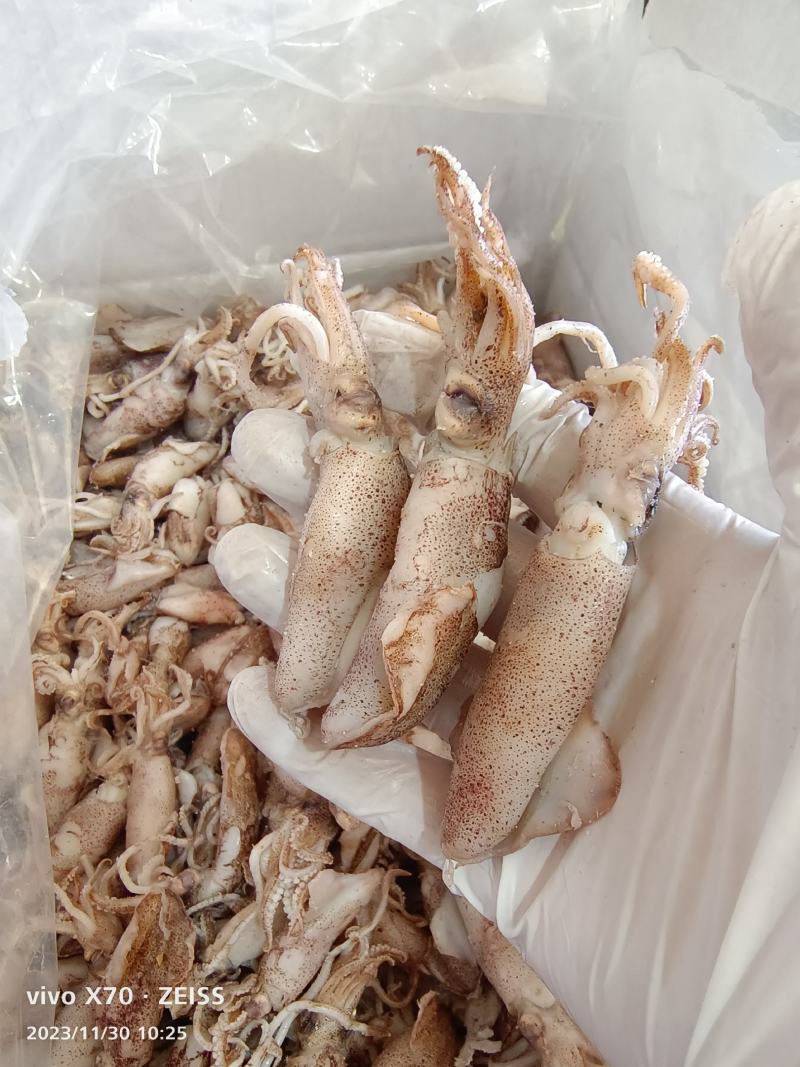 海兔（鱿鱼）山东滨海货品优诚信经营产地直发支持视频看货