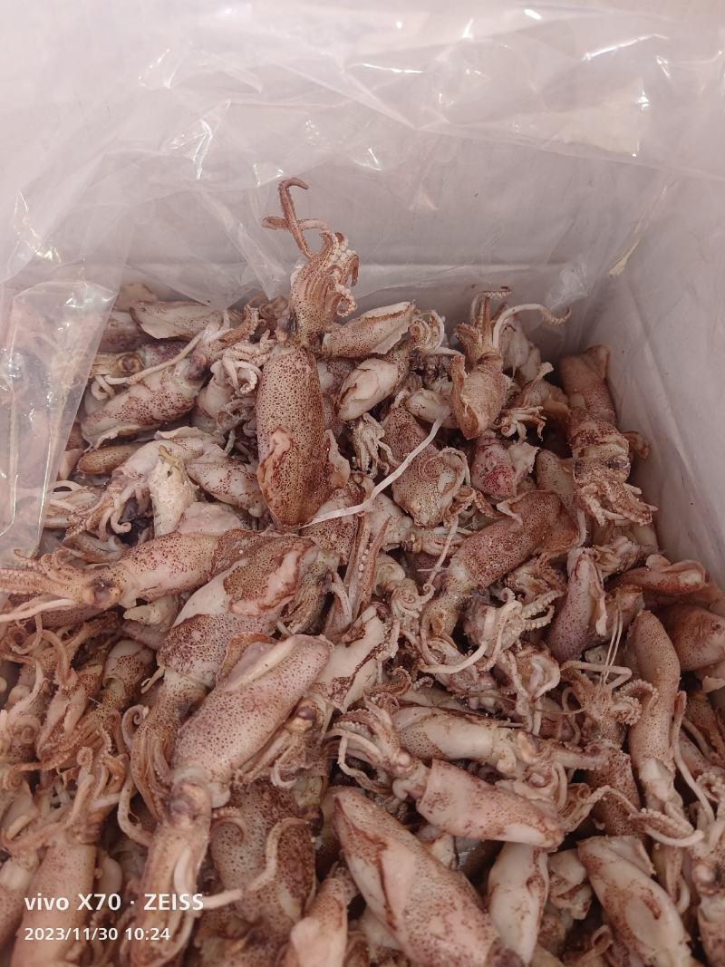海兔（鱿鱼）山东滨海货品优诚信经营产地直发支持视频看货