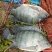诚一饲料30蛋白罗非鱼#3号料