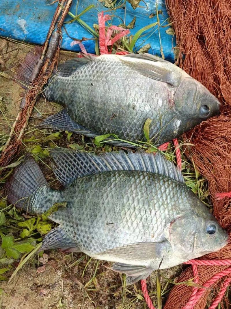 诚一饲料30蛋白罗非鱼#3号料