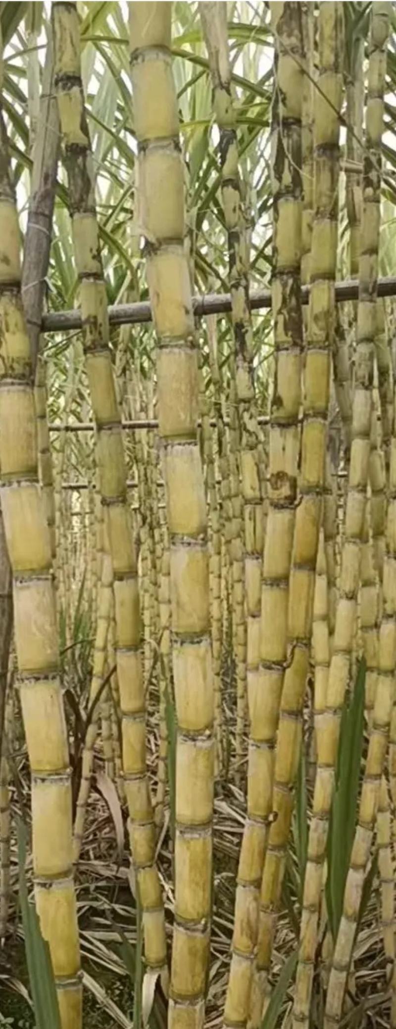 广东翁源黄皮甘蔗，产地一手货源，品质保证，量大从优