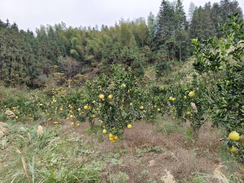 雪峰冰糖树柚苗，黄金贡柚苗