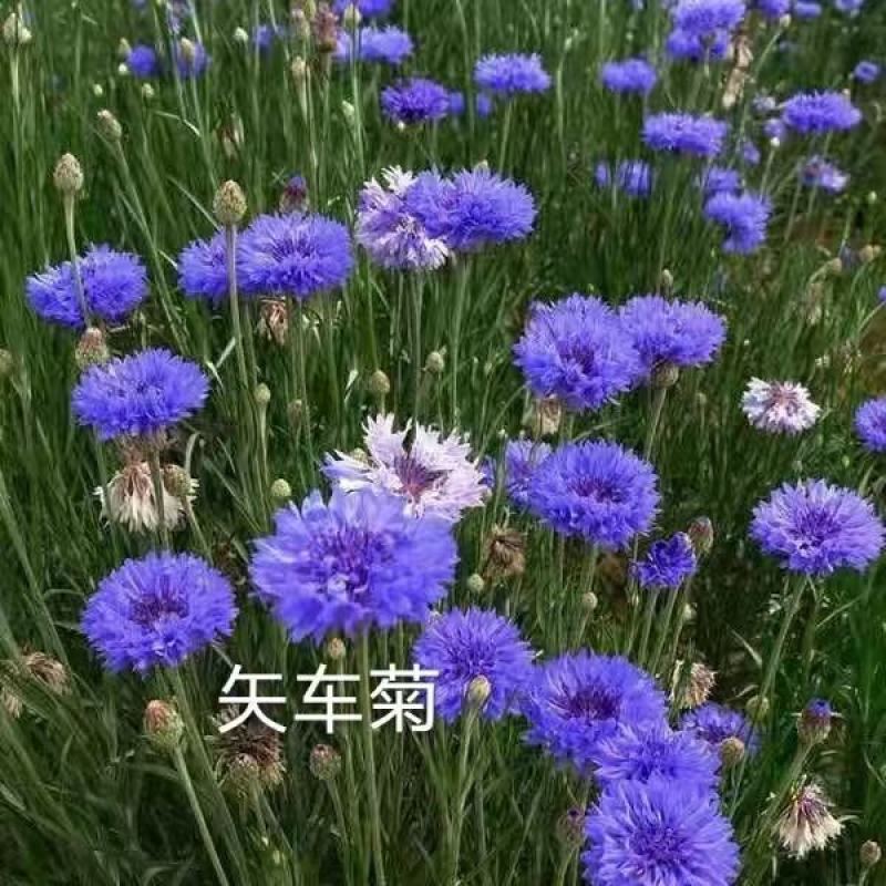 矢车菊种子花种子四季种易活混色矢车菊花籽耐寒庭院室外花种