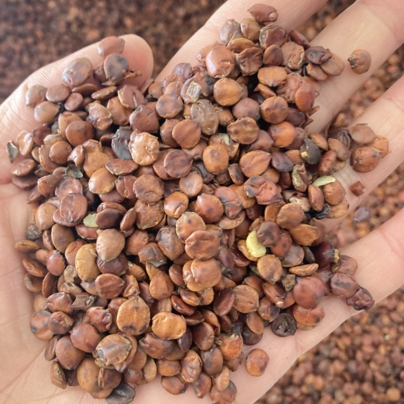 枣仁炒枣仁选货一手货源大量在售需要私聊优惠